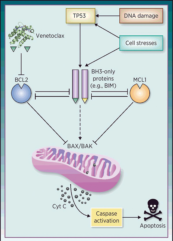 適宜的老年原發(fā)AML Venetoclax聯(lián)合5+2方案總緩解率高達(dá)97%