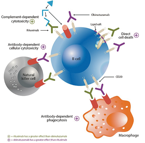 慢性淋巴細(xì)胞白血病 Obinutuzumab、依魯替尼聯(lián)合Venetoclax值得研究