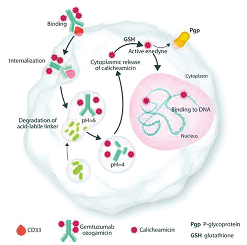 NPM1突變型AML 聯(lián)合Gemtuzumab ozogamicin的強化治療或更佳