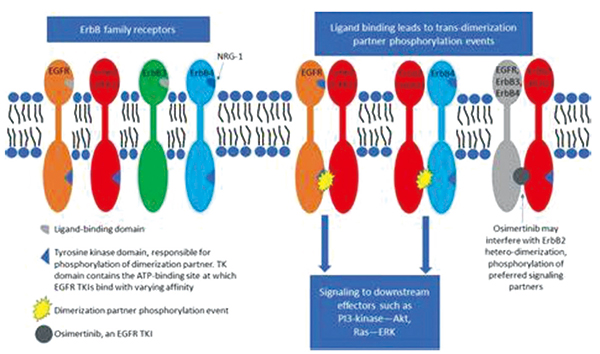 治療EGFR突變的NSCLC 奧希替尼增高CTRCD風險但可停藥逆轉