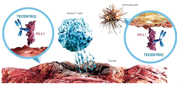 STK11/KEAP1突變非鱗狀NSCLC 阿替利珠單抗或多西他賽治療獲益不更優(yōu)