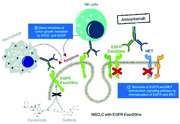 EGFR ex20ins晚期NSCLC 一線聯(lián)用Amivantamab或優(yōu)于單用化療