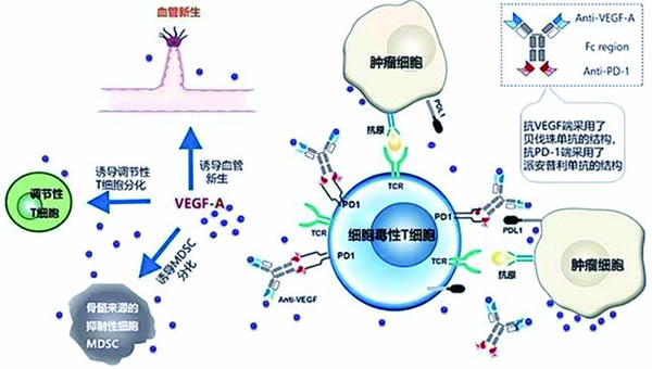 晚期或轉(zhuǎn)移性NSCLC Ivonescimab單藥的耐受性好且有抗瘤活性