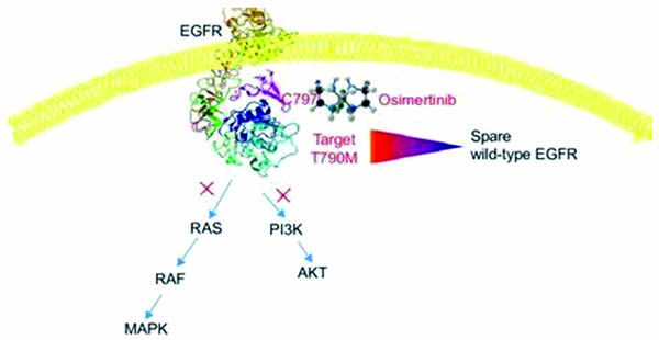 一線治療EGFR突變的晚期NSCLC 聯(lián)合化療優(yōu)于奧美替尼單藥