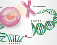NSCLC生物學有種族差異