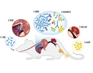 新型生物標志物組合或可準確診斷胰腺癌