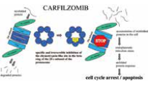 多發(fā)性骨髓瘤患者 Carfilzomib相關(guān)心血管不良事件風(fēng)險