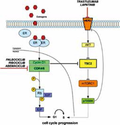HER2陽(yáng)性ER陽(yáng)性乳腺癌   Palbociclib+氟維司群+曲妥珠單抗+帕妥珠單抗新輔助治療研究