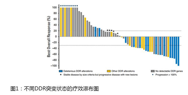 晚期泌尿系腫瘤 DDR突變或?yàn)镻D-1/PD-L1免疫療法療效標(biāo)志物
