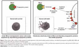 復(fù)發(fā)或難治性CLL Venetoclax-利妥昔單抗或優(yōu)于苯達莫司汀-利妥昔單抗