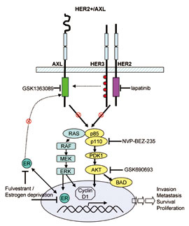 ER陽性轉(zhuǎn)移性乳腺癌 獲得性HER2基因突變致內(nèi)分泌治療耐藥