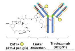 T-DM1治療HER2突變肺癌研究
