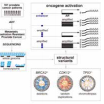 Cell：侵襲性前列腺癌全基因組測序研究