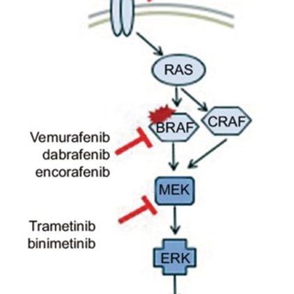 BRAF V600E突變轉(zhuǎn)移性結直腸癌 Binimetinib、Encorafenib+西妥昔單抗方案可期