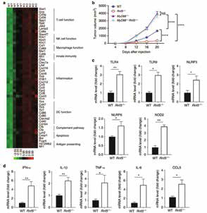 黑色素瘤的腸道微生物研究
