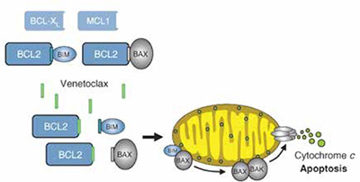 依魯替尼聯(lián)合Venetoclax一線治療CLL有效