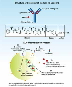  非大包塊型Ⅰ~Ⅱ期HL Brentuximab vedotin-AVD方案緩解率較高