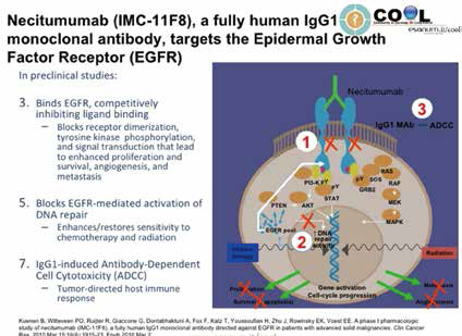 一線治療Ⅳ期鱗狀NSCLC Necitumumab、nab-紫杉醇聯(lián)合卡鉑方案探究
