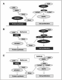 未合并糖尿病的NSCLC 一線吉非替尼不宜聯(lián)合二甲雙胍