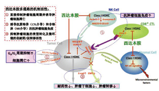 國(guó)內(nèi)首個(gè)外周T細(xì)胞淋巴瘤原創(chuàng)藥乳腺癌適應(yīng)證獲批