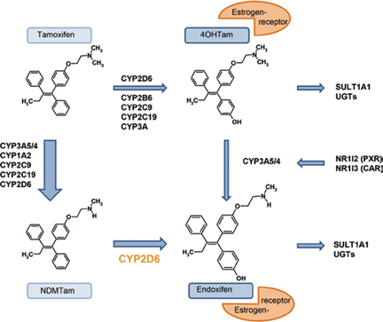 激素受體陽性轉(zhuǎn)移性乳腺癌 CYP2D6基因型指導(dǎo)的他莫昔芬治療并未改善PFS