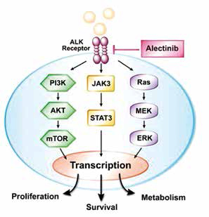 J-ALEX研究最終的PFS數(shù)據(jù)更新 Alectinib治療ALK陽(yáng)性晚期NSCLC優(yōu)于克唑替尼