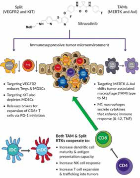 Sitravatinib/Tislelizumab對(duì)卵巢癌有抗腫瘤活性