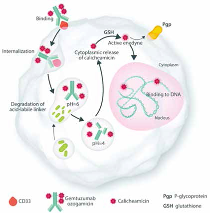 Gemtuzumab ozogamicin聯(lián)合誘導在AML患者中的應(yīng)用