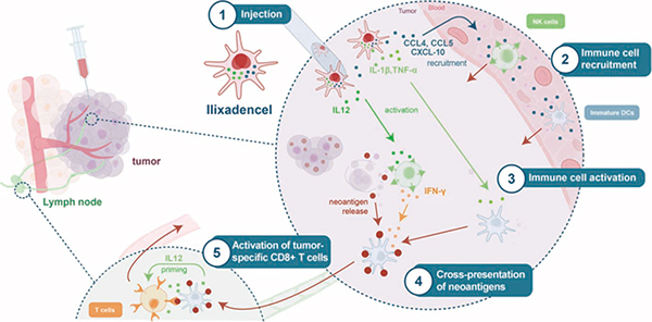 轉(zhuǎn)移性腎細(xì)胞癌 Ilixadencel聯(lián)合舒尼替尼治療有效率翻倍 