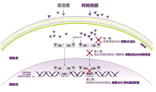 TITAN研究 阿帕他胺可顯著降低mHSPC患者PFS2風(fēng)險 