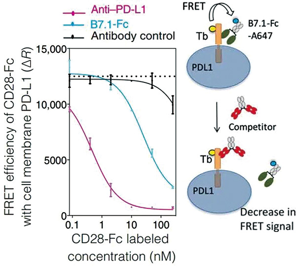 研究發(fā)現(xiàn)PD-L1抑制劑抗癌的全新機(jī)制 PD-L1抗體能恢復(fù)樹突狀細(xì)胞激活T細(xì)胞的能力