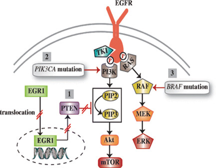 EGFR突變NSCLC TP53突變對一代和二代TKI治療的預(yù)后作用