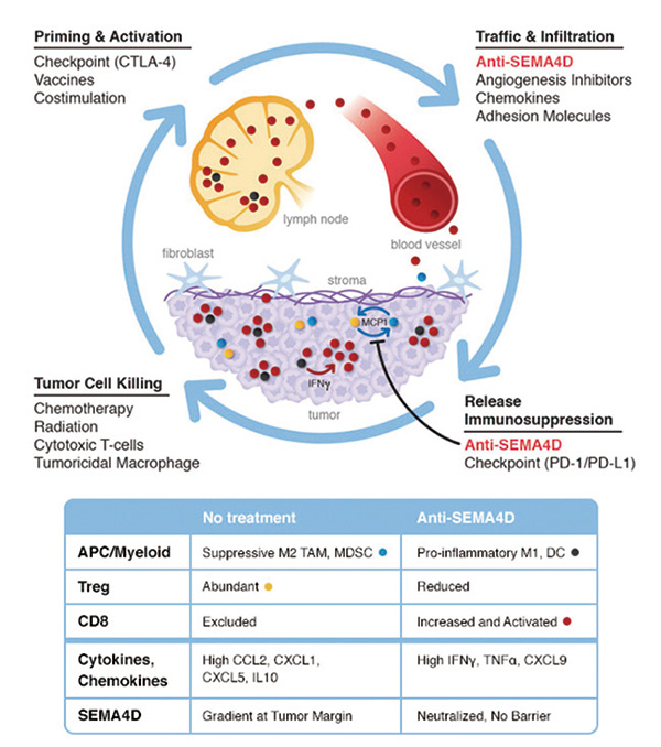 后線治療晚期NSCLC Pepinemab聯(lián)合Avelumab有較高疾病控制率