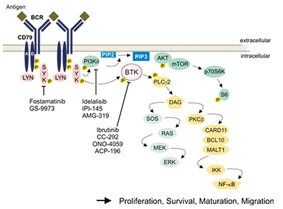 R/R CLL Acalabrutinib單藥對(duì)比I-R/B-R方案改善PFS