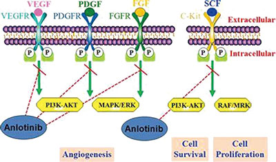 Anlotinib對復(fù)發(fā)性小細(xì)胞肺癌或安全有效