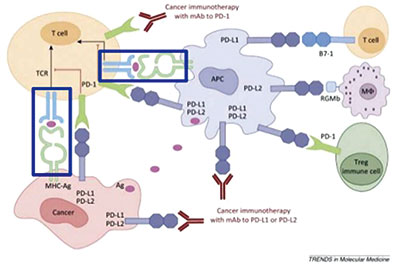轉(zhuǎn)移性鱗狀NSCLC 帕博利珠單抗聯(lián)合化療可為一線選擇