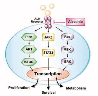 一線治療ALK陽性NSCLC 阿來替尼對比克唑替尼的PFS仍更優(yōu)