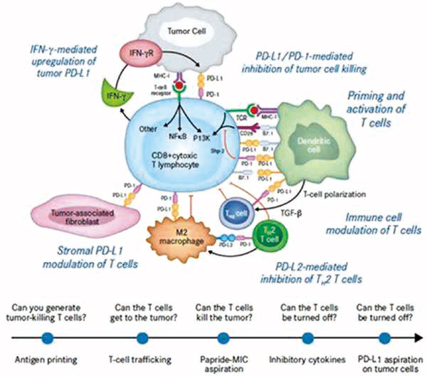 治療NSCLC 首個(gè)PD-L1單抗+化療達(dá)主要研究終點(diǎn)