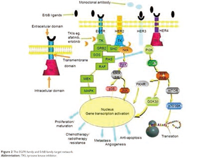 一線治療EGFR突變的NSCLC 添加西妥昔單抗不優(yōu)于阿法替尼單藥