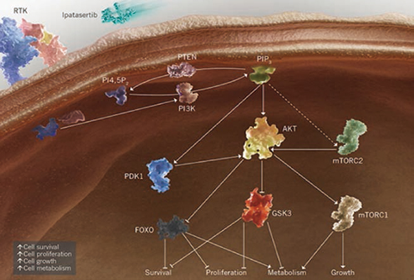 IPATential150研究 Ipatasertib聯(lián)合阿比特龍延長(zhǎng)PTEN缺失mCRPC患者PFS