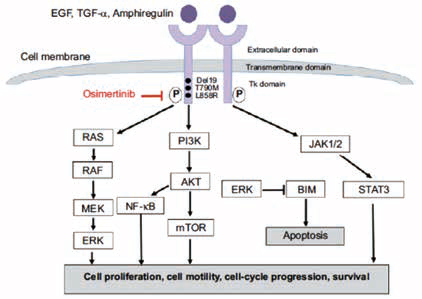 ⅠB~ⅢA期EGFR突變晚期NSCLC 奧希替尼輔助治療有顯著DFS獲益