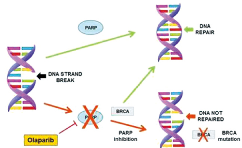 BRCA1/2突變鉑敏感型復(fù)發(fā)性卵巢癌 奧拉帕利可作維持治療選擇
