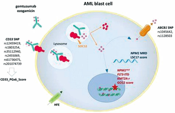 KMT2A-r AML患兒 常規(guī)化療聯(lián)合Gemtuzumab ozogamicin改善結局