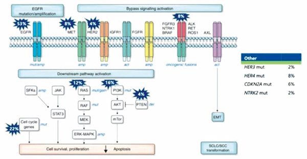 EGFR-TKI耐藥的NSCLC HER3-DXd有顯著的臨床活性