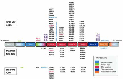 TP53突變AML 標準方案添加維奈克拉未改善結局