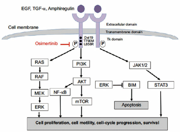 EGFR突變陽(yáng)性NSCLC T790M者一線阿法替尼后可二線使用奧希替尼
