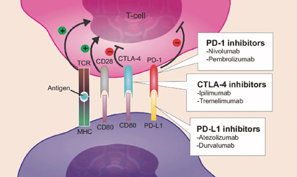 攜帶EGFR突變NSCLC Tremelimumab聯(lián)合吉非替尼后線應(yīng)用待商榷