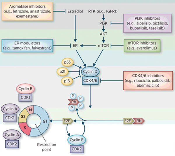 RIBECCA研究HR+乳腺癌 Ribociclib有良好的免疫調(diào)節(jié)作用