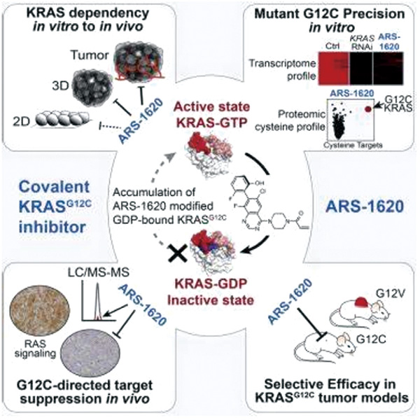 Ⅳ期非鱗狀NSCLC KRAS p. G12C突變率約為15%