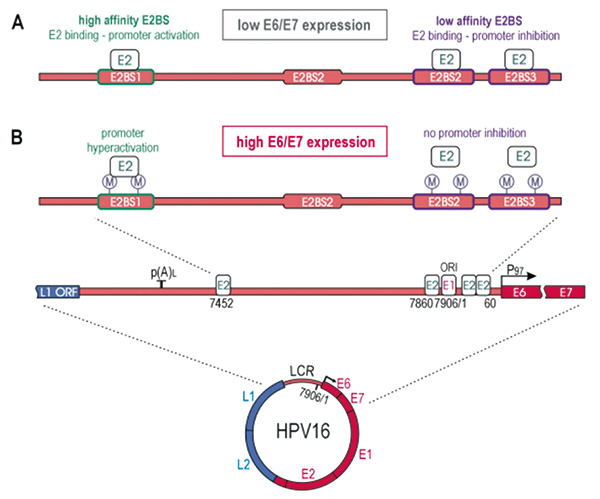 HPV16遺傳變異與HPV相關(guān)口咽癌患者預(yù)后相關(guān)